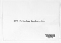 Phyllachora cynodontis image